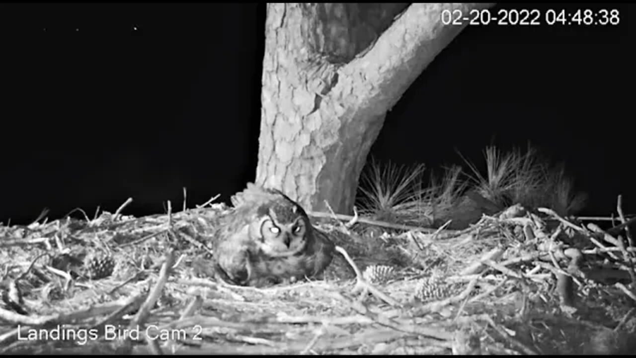 Breakfast For The Owlet 🦉 2/20/22 4:47