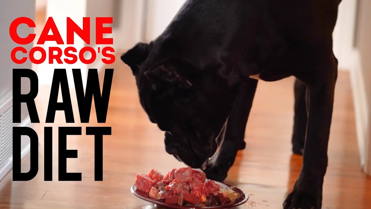 Cane Corso's Raw Diet