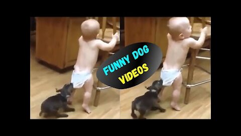 Cute And Funny Pets Try Not To Laugh To These Pets Compilation 25 @anupctg