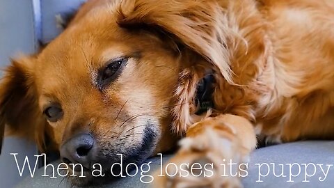 When a dog loses its puppy