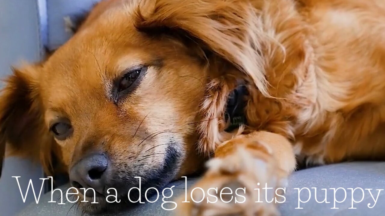 When a dog loses its puppy