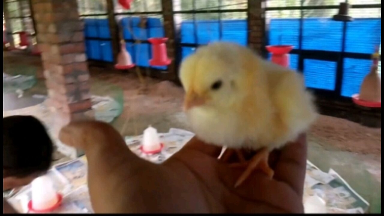 cute poultry chick's 🥰🥰🥰