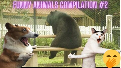 Funny Animals Compilation 2