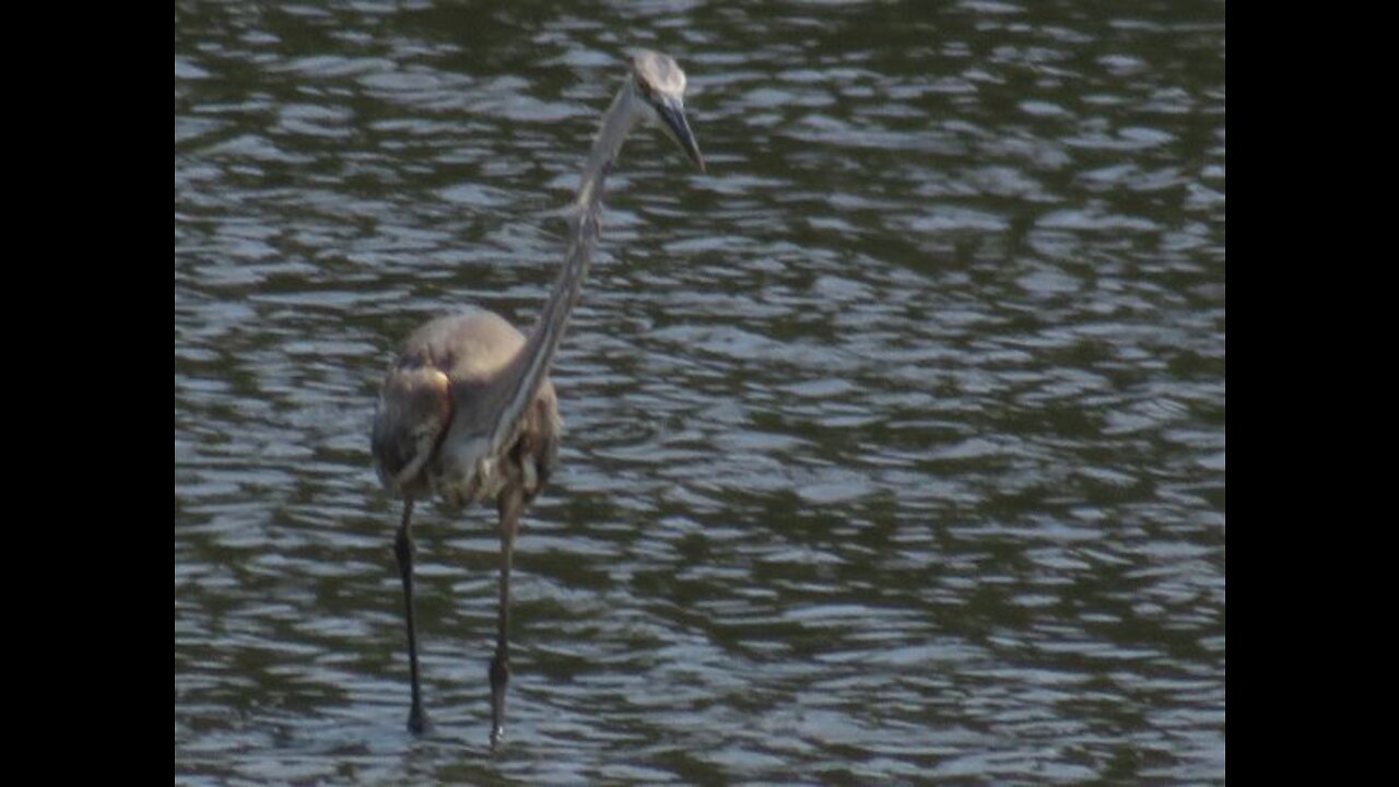 Bird Gets a belly full