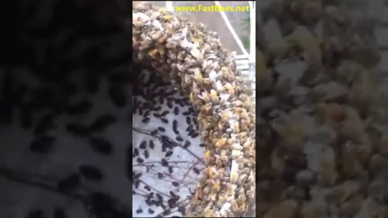 Swarm Of Bees in The Bucket