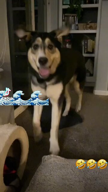 Dog dancing 👍🏽