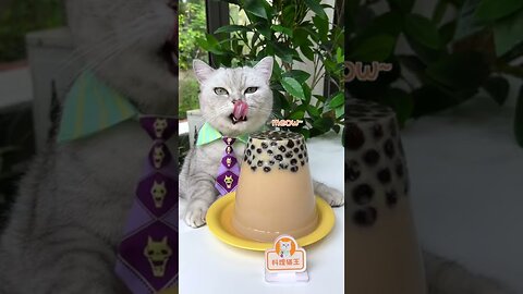 Cat‘s Giant Food Time!A Giant Bubble Milk Tea Jelly! | Cute Cat TikTok | Cat Cooking Food#Shorts