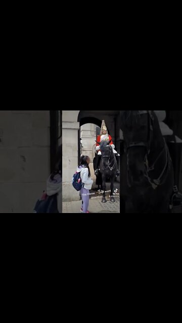 Horse just wants attention #horseguardsparade