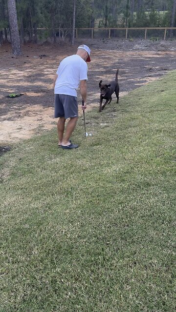 Chocolate lab loves when Daddy plays golf