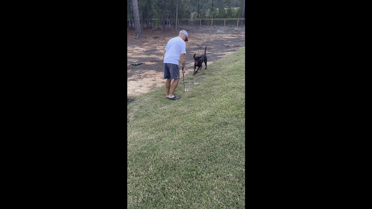 Chocolate lab loves when Daddy plays golf