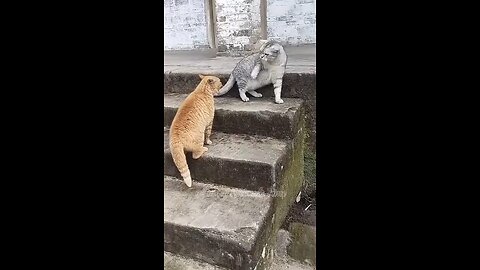 cats funny and dogs funny video funny time 😂😂😂