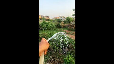 Watering herbs 🪴