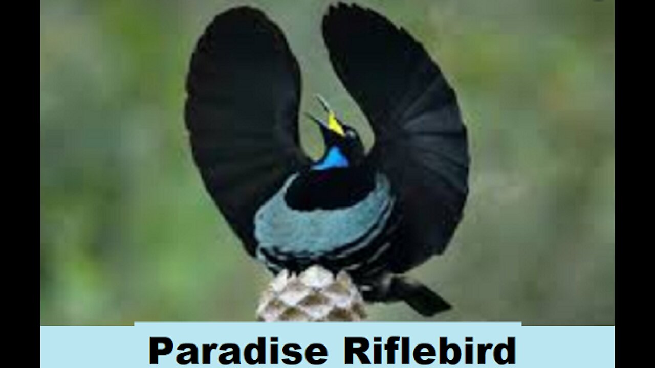 Birds & Paradise Riflebird