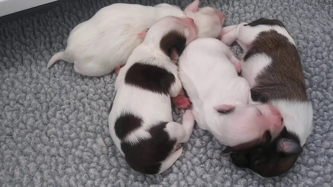 Manny & the F Litter