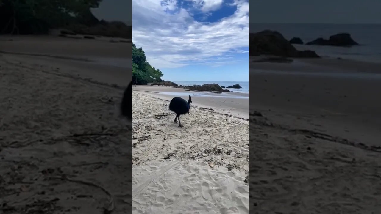 Cassowary@sea#cute