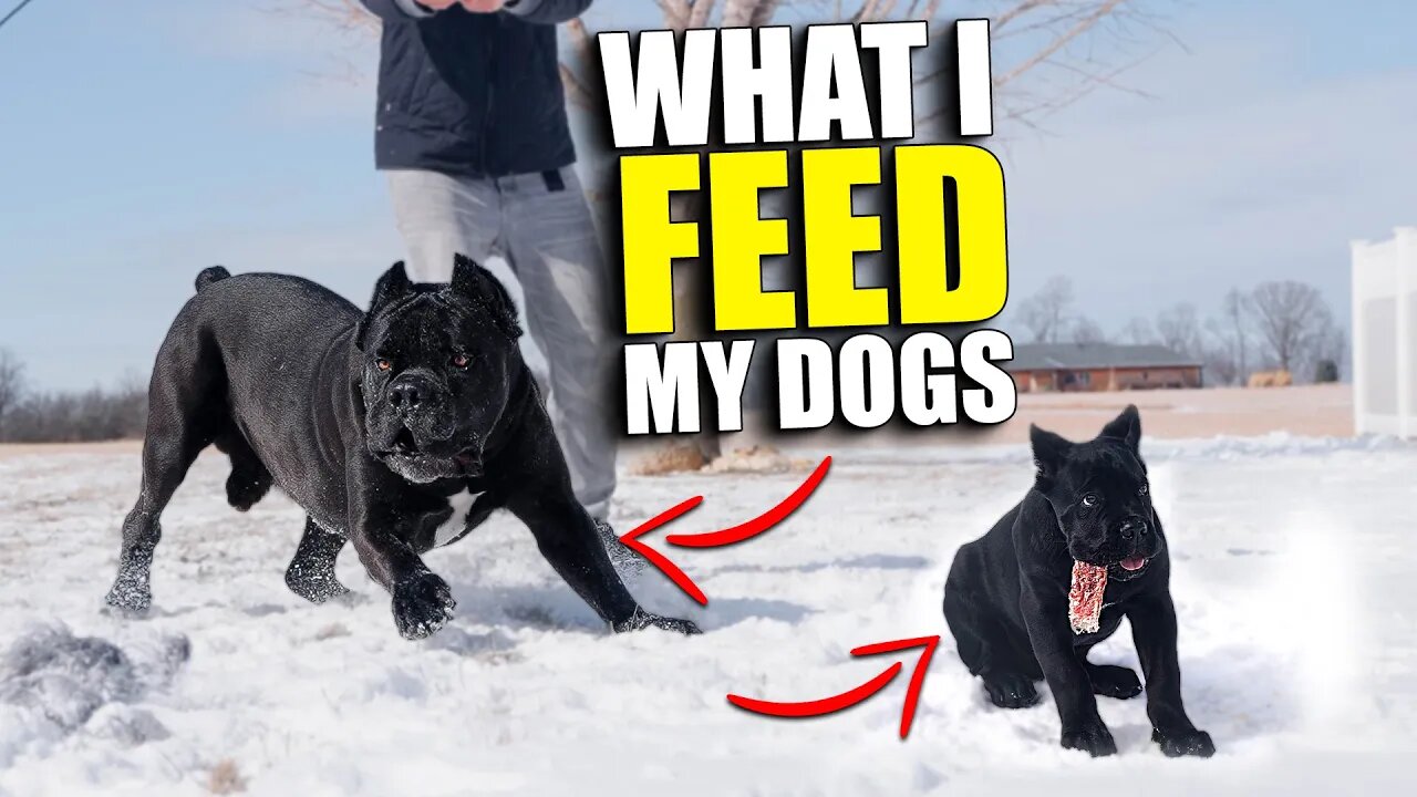 What I FEED My Puppy & Adult Cane Corso