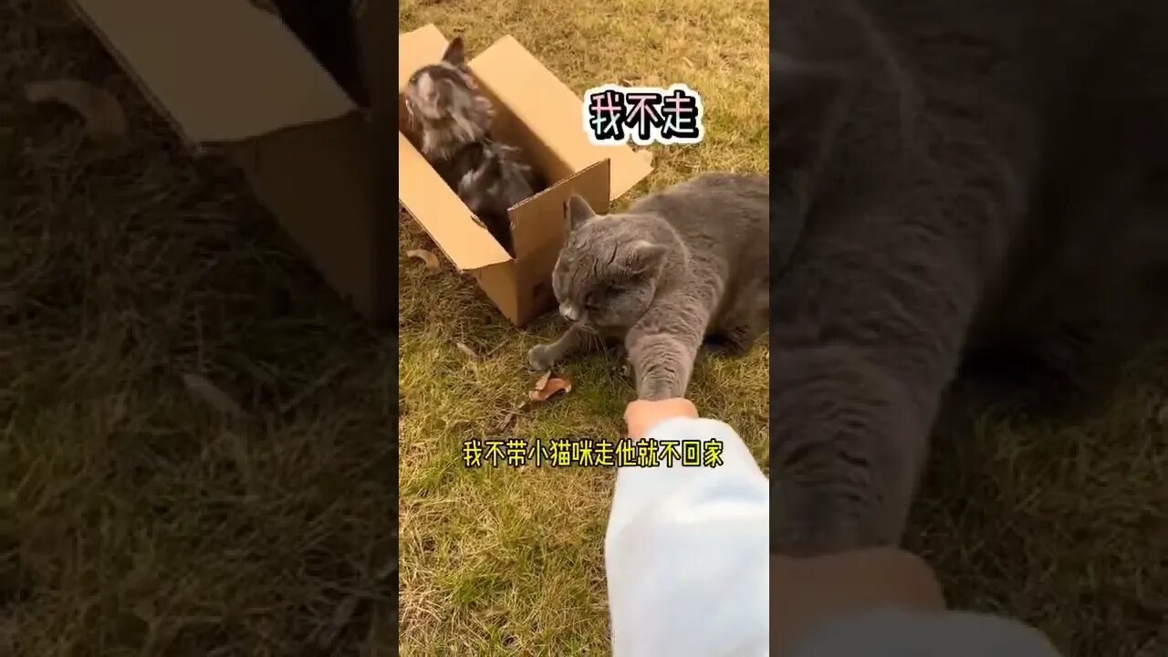The baby cat doesn't want to leave? 😻😽#shorts #shortsfeed #youtubepets_&_animals