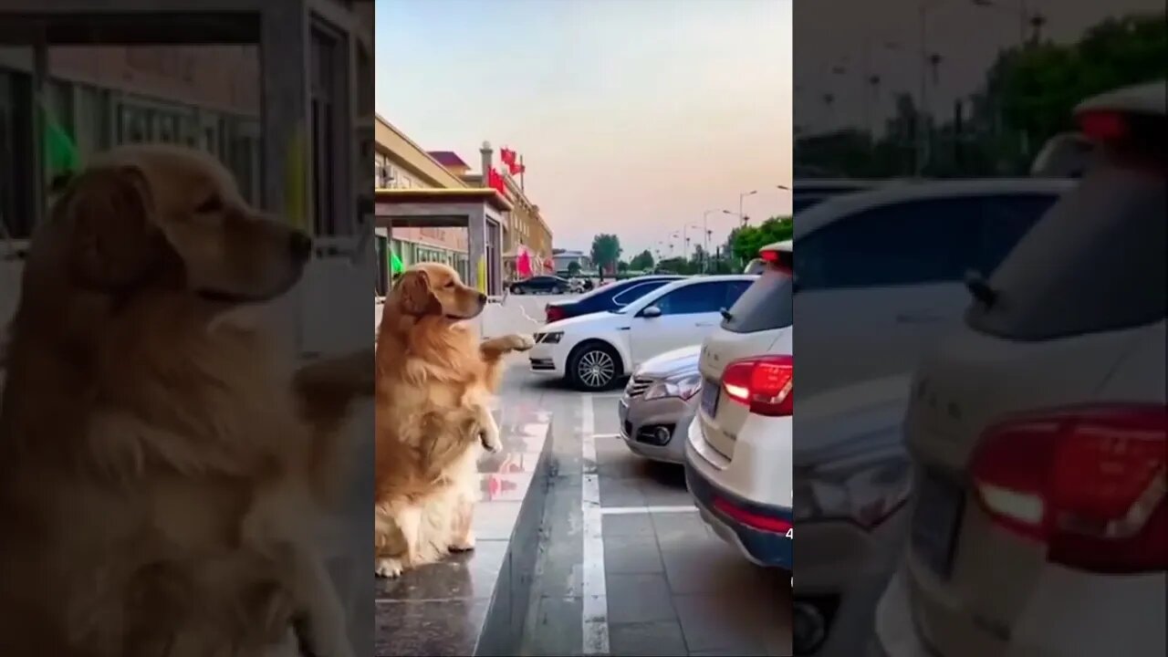 The best barking sensor you canget 🥺please get this viral | #viral | #funnydogs #trending | #shorts