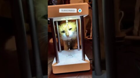 cute cat videos 😹 funny videos 😂 586 😻