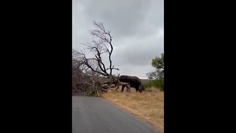 Elephant Being Boss