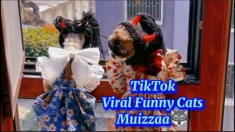 TikTok Viral Funny Cats - Muizzaa #muizzaa #قطط #gatos #keşfet