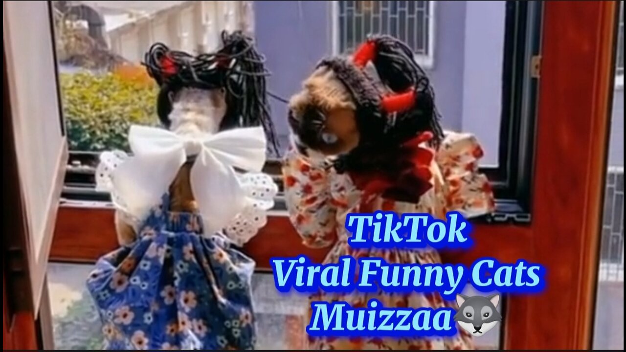 TikTok Viral Funny Cats - Muizzaa #muizzaa #قطط #gatos #keşfet