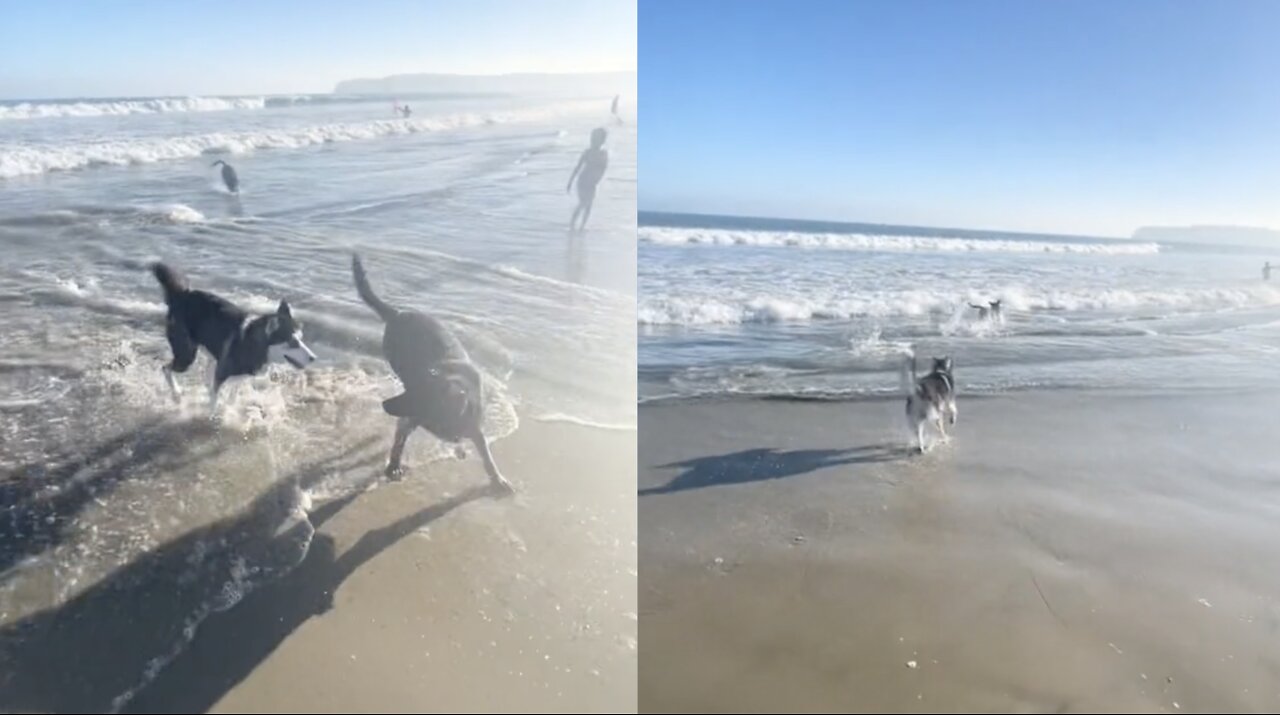 Puppy goes crazy at the beach