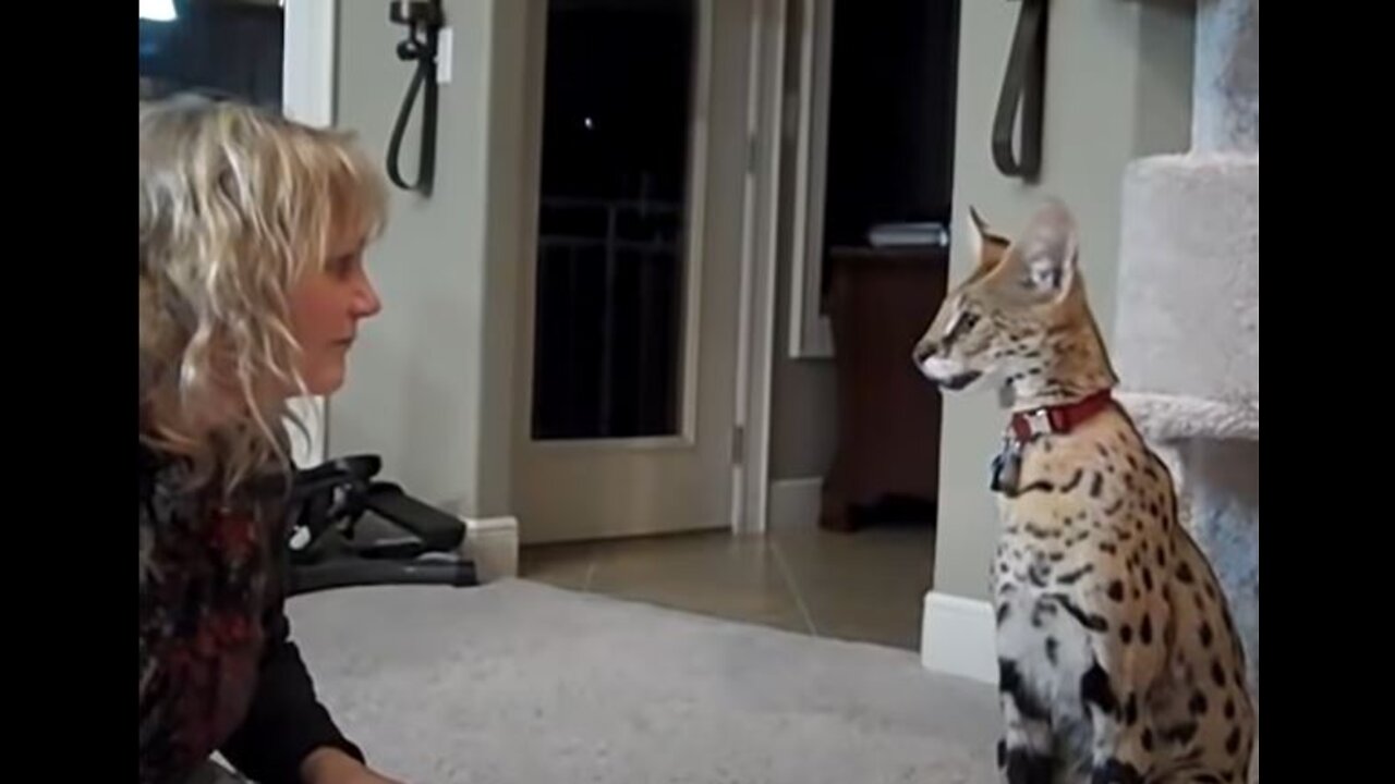 Serval Compilation / Savannah - Cat Exotic