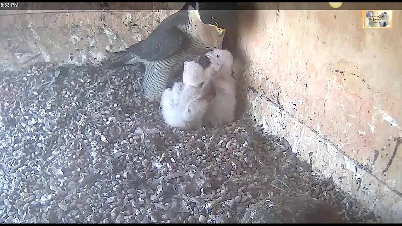 Xavier watches his babies while Diamond takes a break and grabs dinner 10-14-19