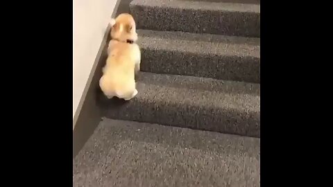 "How My Adorable Pup Conquered the Stairs: A Rumble Tale"