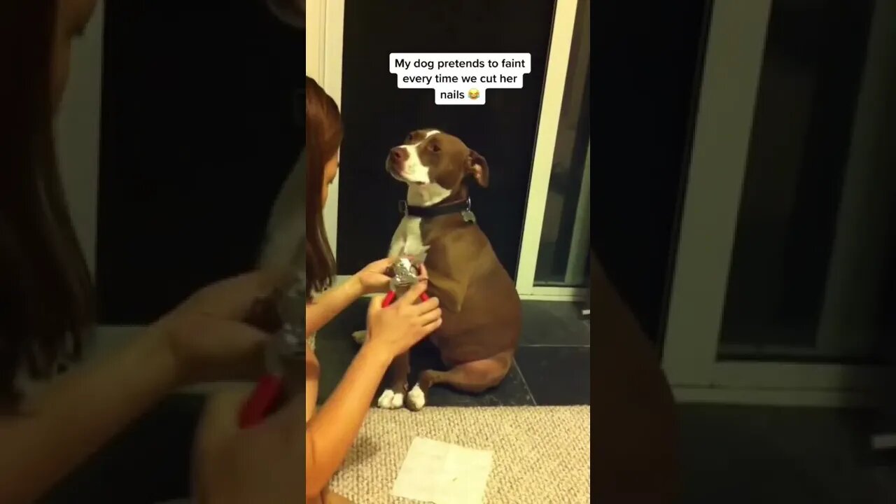 My Dog Pretends to Faint Every Time We Cut Her Nails 💅
