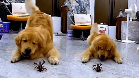 Golden Retriever vs. crayfish