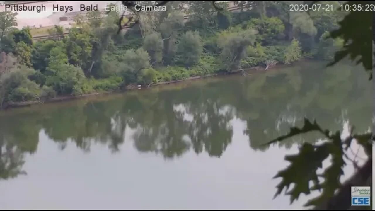 Hays Eagles parent flyby down and upriver 2020 07 21 10 34 AM