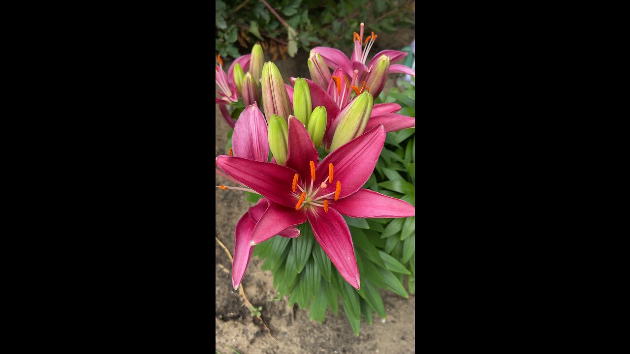 The lily has bloomed!