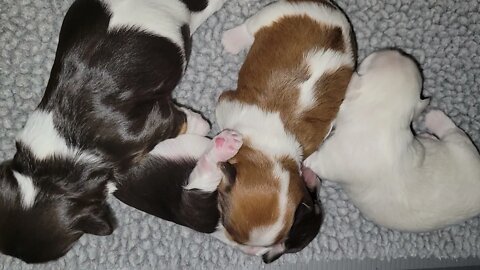 4/8...L, M & N Litters