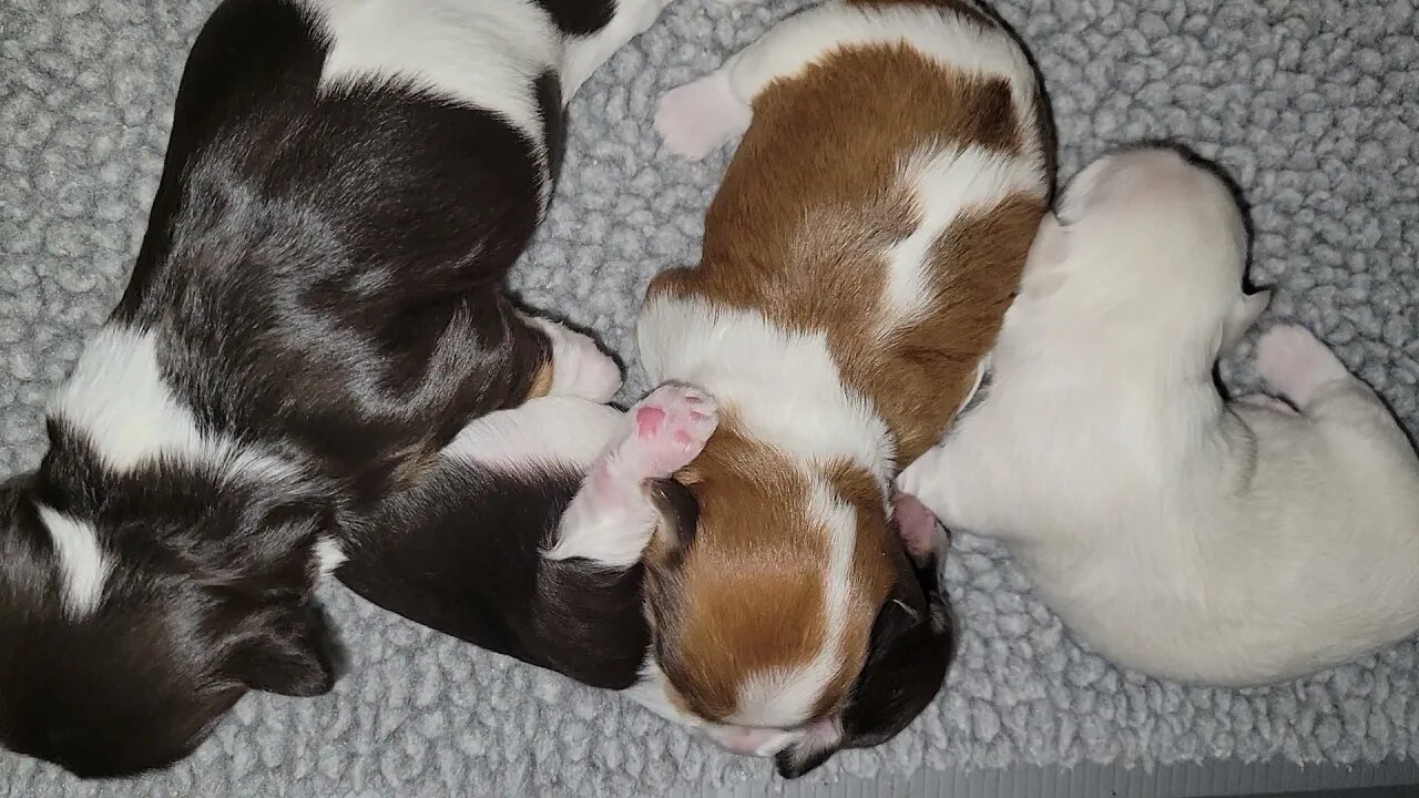 4/8...L, M & N Litters