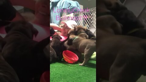 Biting puppies. Dog pile ! LonelyCreek bullmastiff