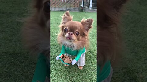 Try not to laugh 🤣 Funny animals 😹