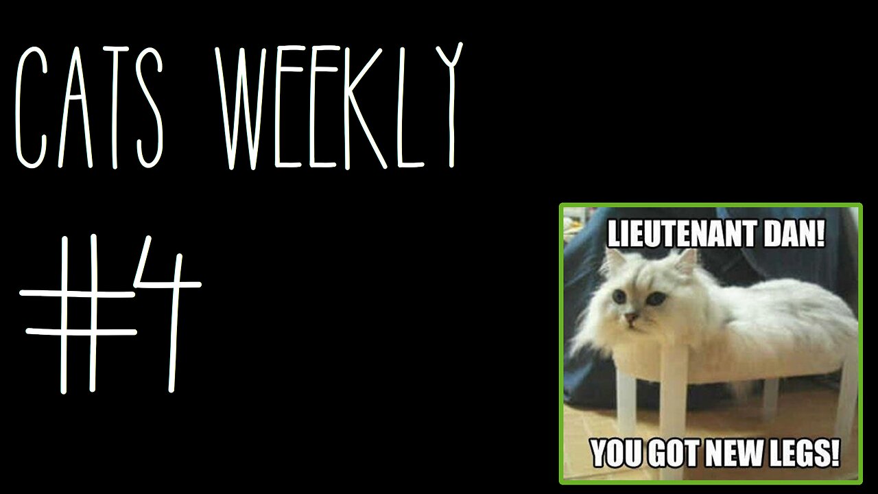 Cats Weekly (#4) – Where's my chimken nuggies?