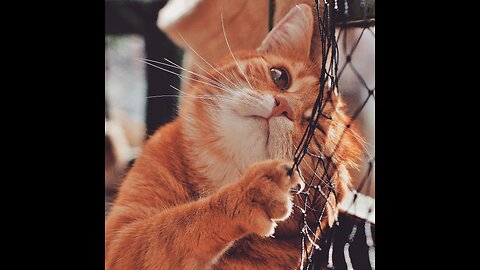 "Purrfect Playtime: Adorable Kitty's Hilarious Antics"