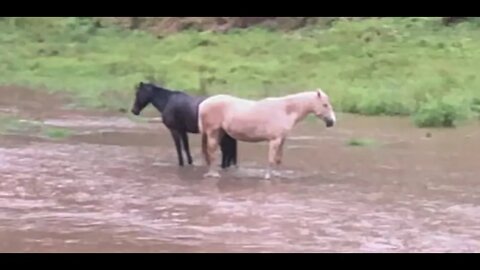 Crazy brumby mares stand in the flood waters again!