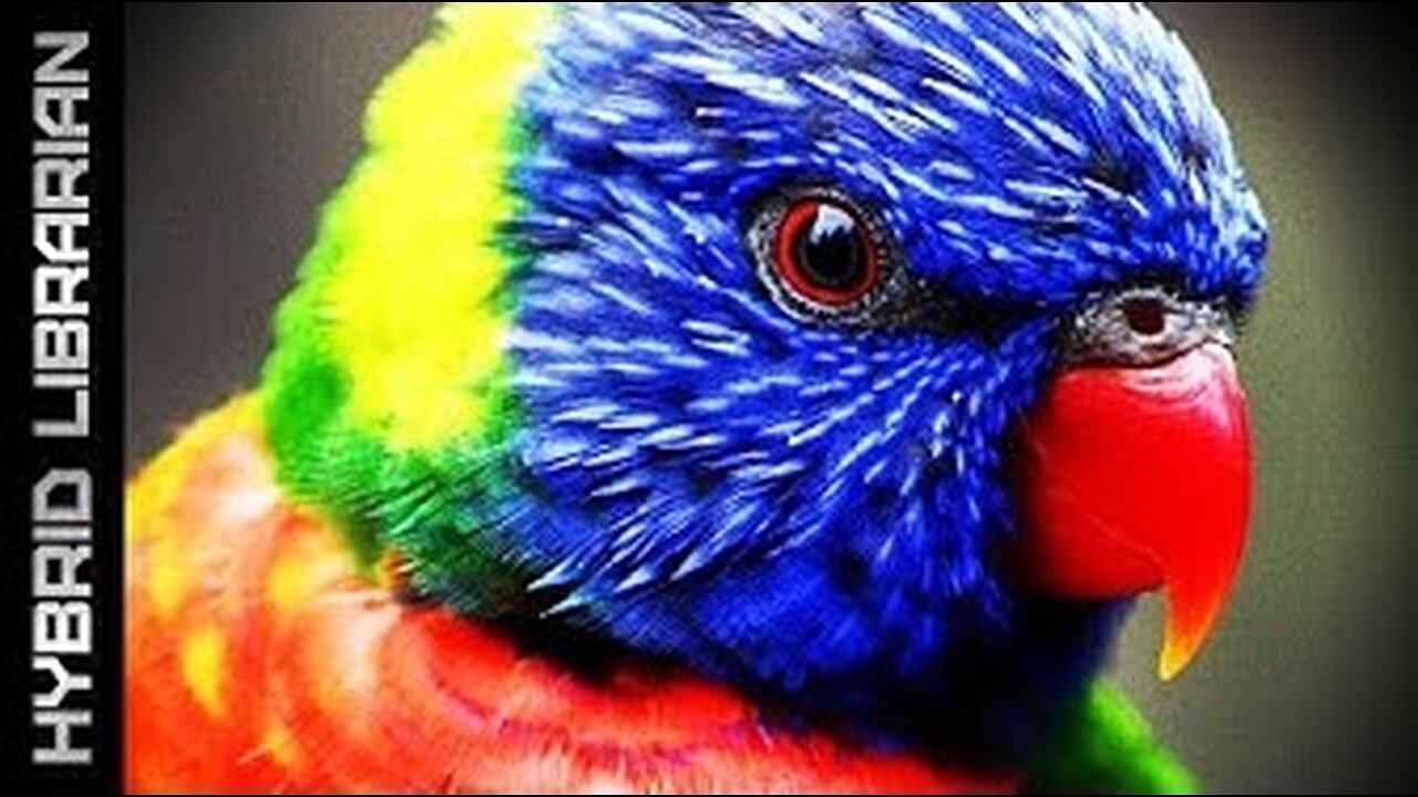 World's 15 Most Intelligent Animals
