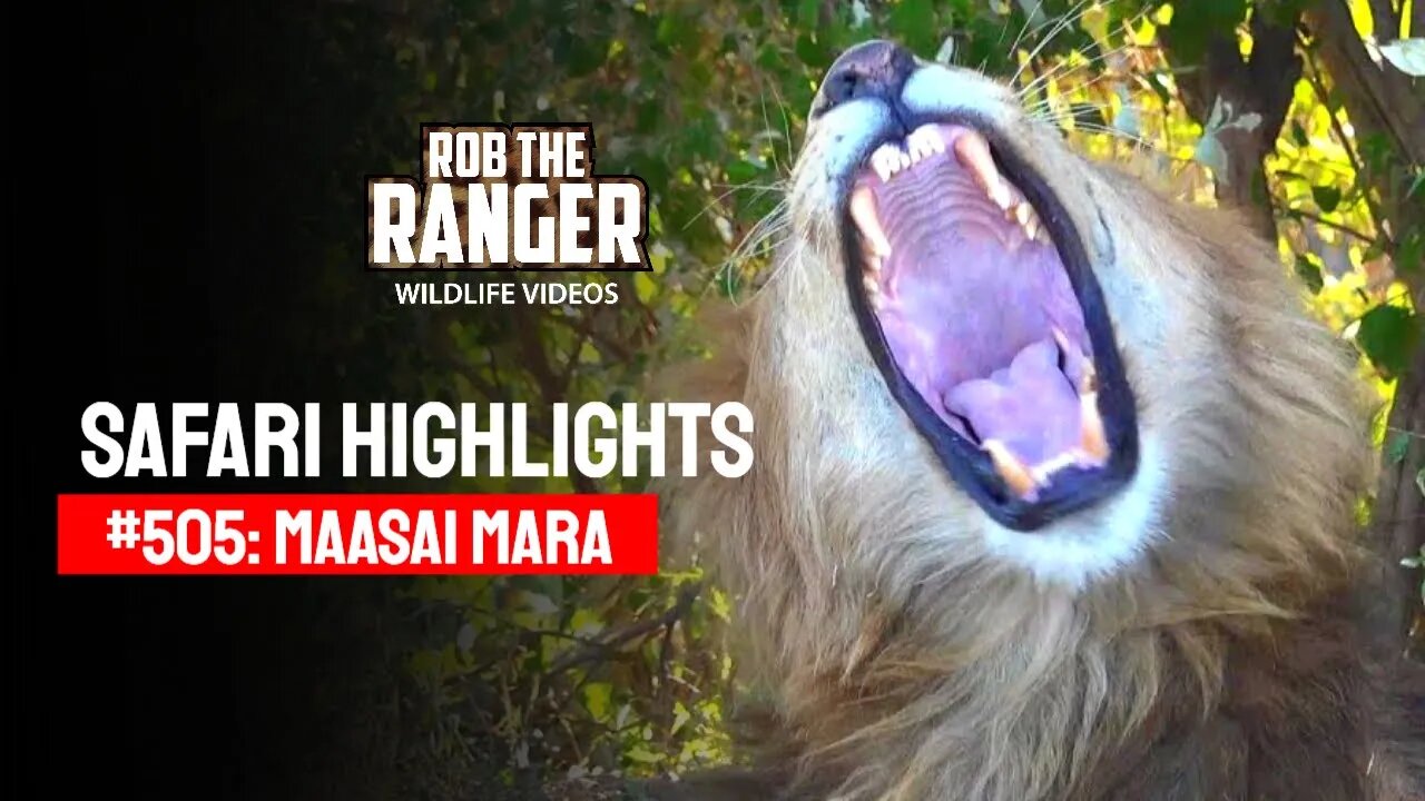 Safari Highlights #505: 05th October 2018 | Maasai Mara/Zebra Plains | Latest Wildlife Sightings