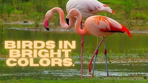 Birds in bright colors.