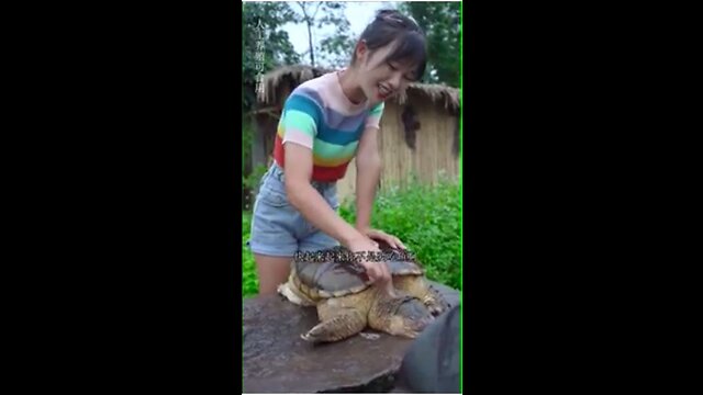 A girl who cooking a big turtle with a dad in the countryside.