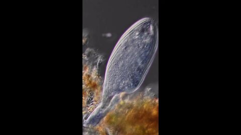 All Creationists Should Watch This #shorts