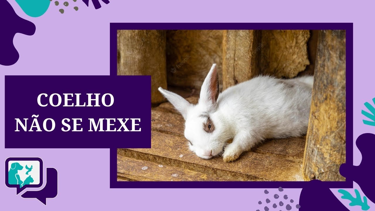 COELHO NÃO SE MEXE, MAS ESTÁ RESPIRANDO
