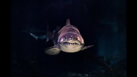Camera hung over the edge in shark invaded waters records wonderful film