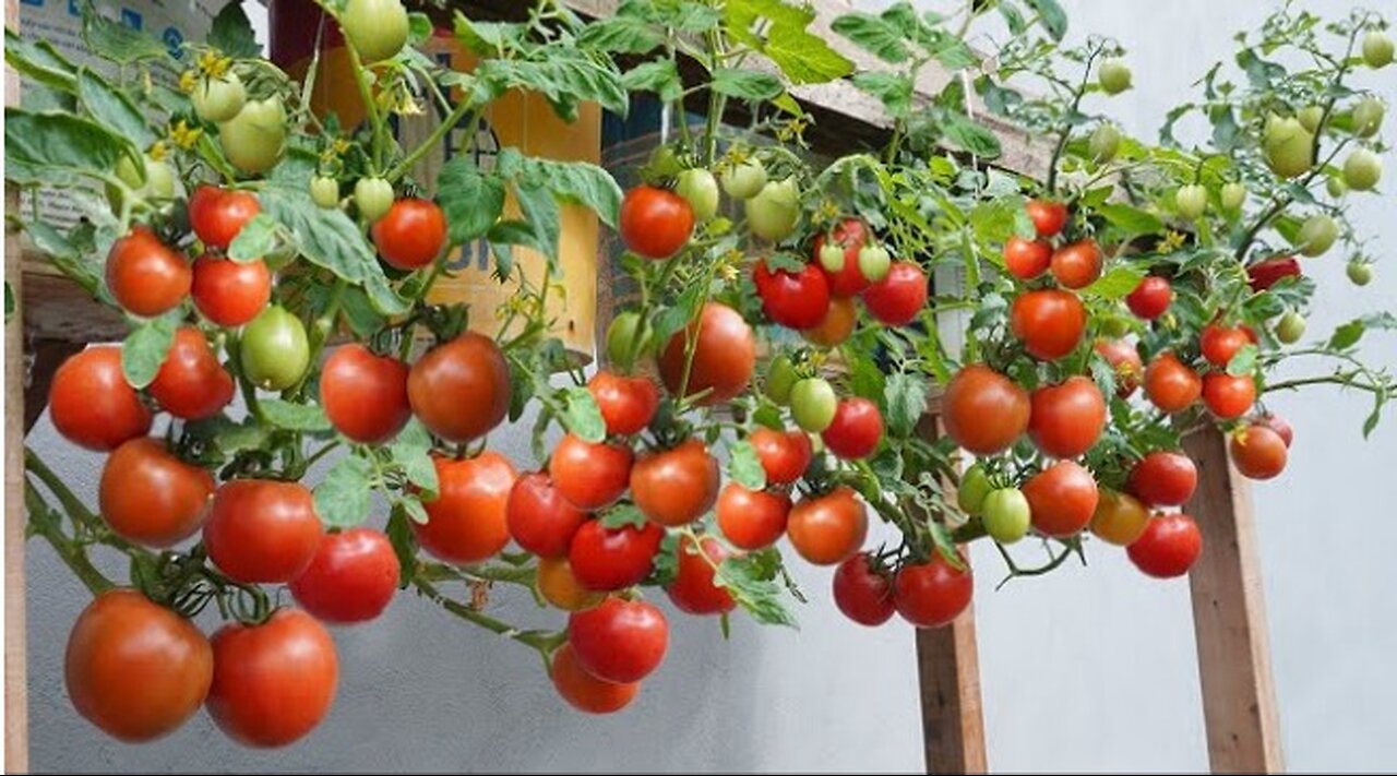 Growing hanging tomatoes in containers