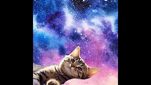 Cute Cat Gif 💫